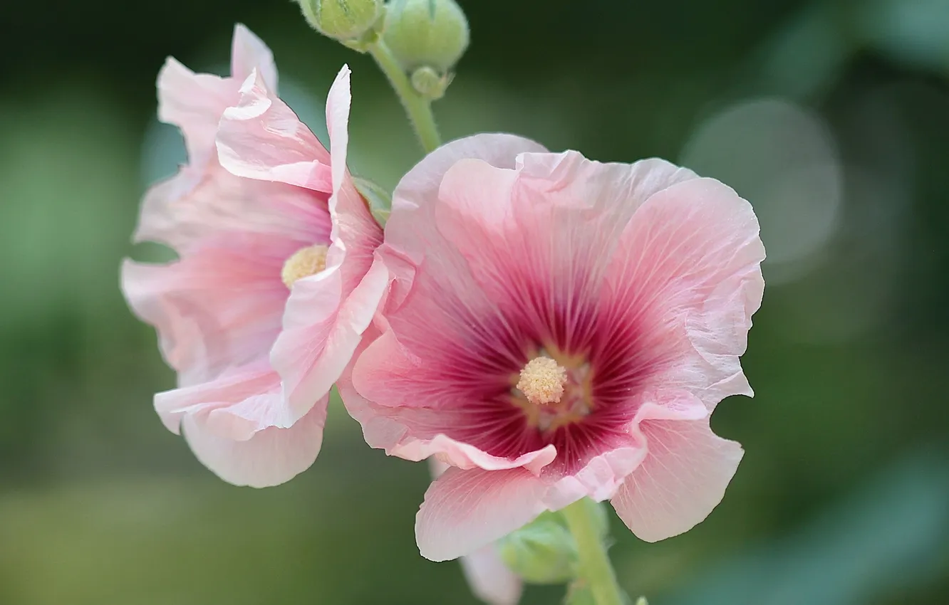 Photo wallpaper macro, mallow, mallow, stock-rose