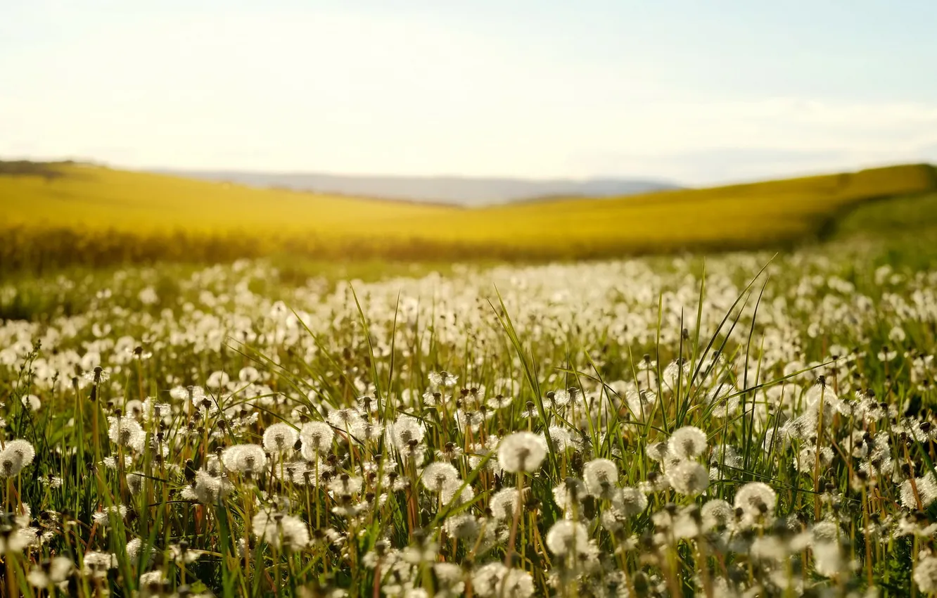 Photo wallpaper field, summer, nature, dandelion