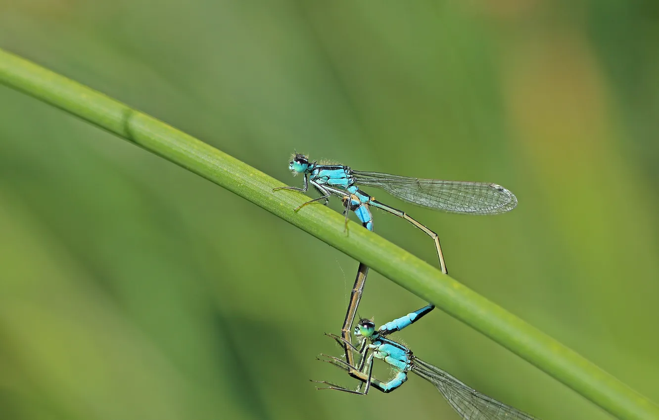 Photo wallpaper dragonfly, stem, insect, bokeh