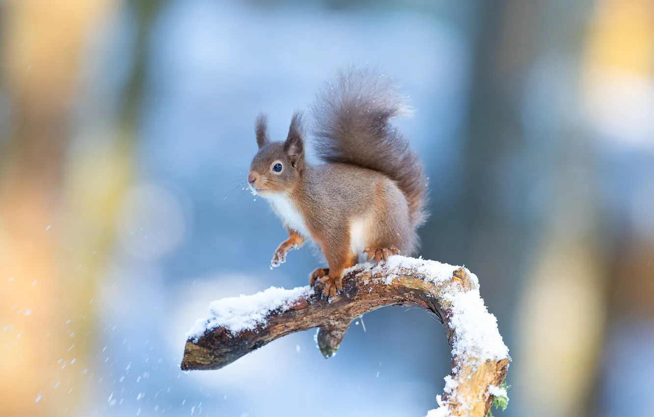Photo wallpaper winter, snow, branches, background, protein, bokeh