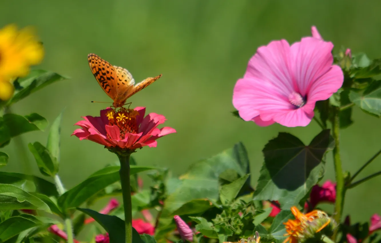 Photo wallpaper flowers, butterfly, plant, wings, petals, insect, moth
