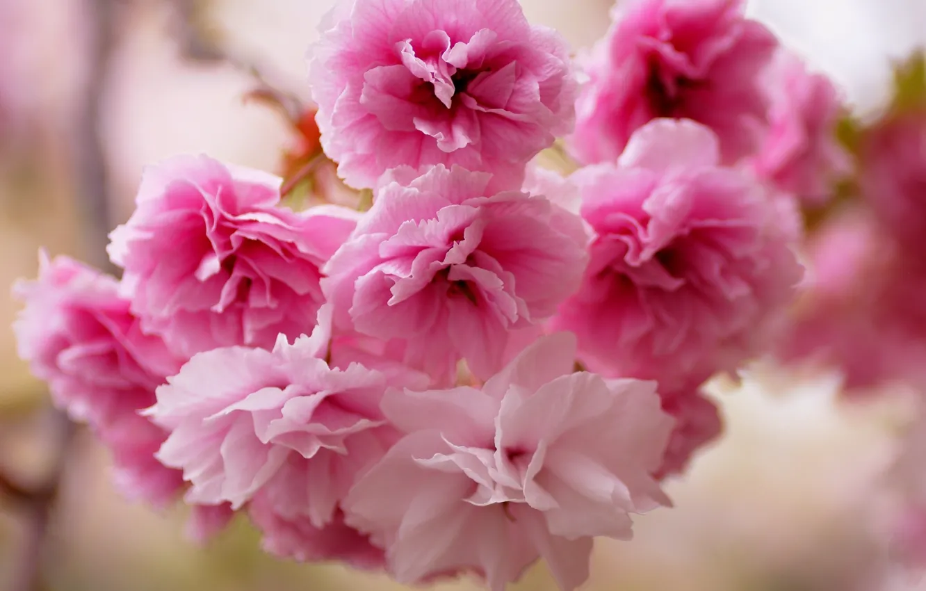 Photo wallpaper flowers, Sakura, pink
