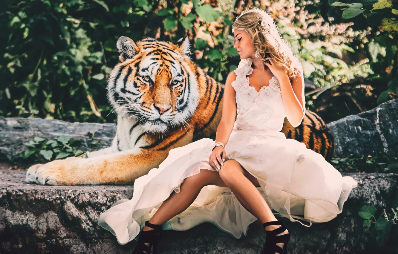 Photo wallpaper look, face, girl, nature, tiger, pose, stones, each