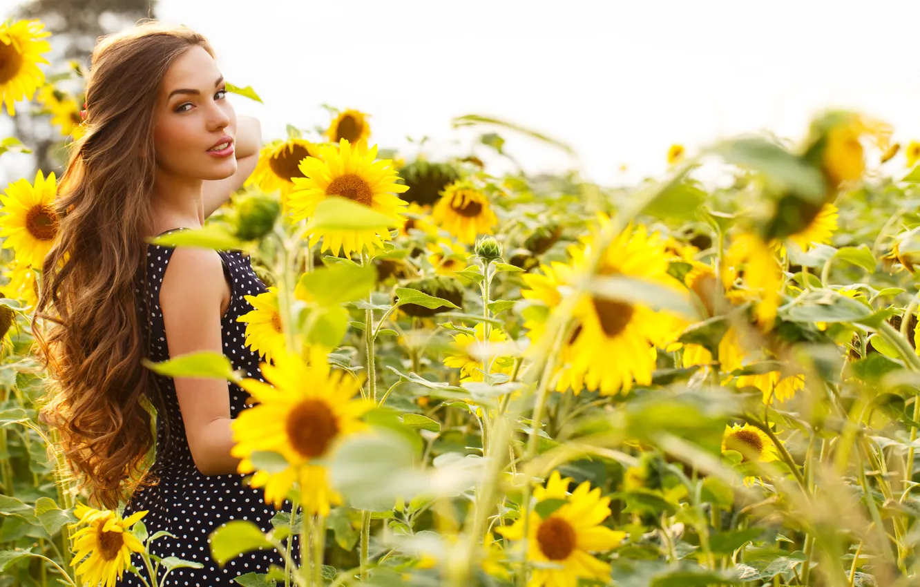 Photo wallpaper look, girl, sunflowers, flowers, walk, beautiful