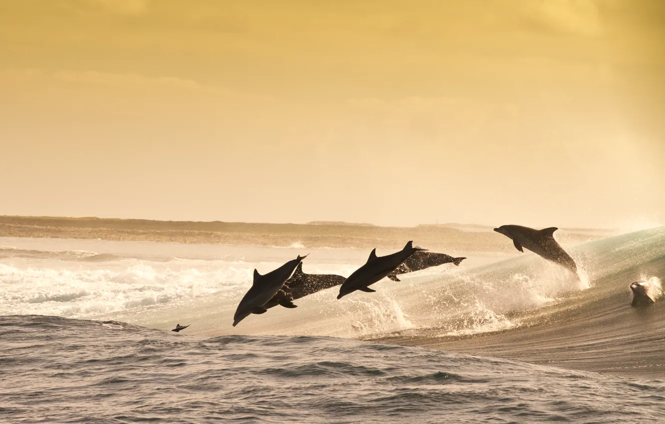 Photo wallpaper sea, evening, jumping, wave, dolphins, playful, water splash