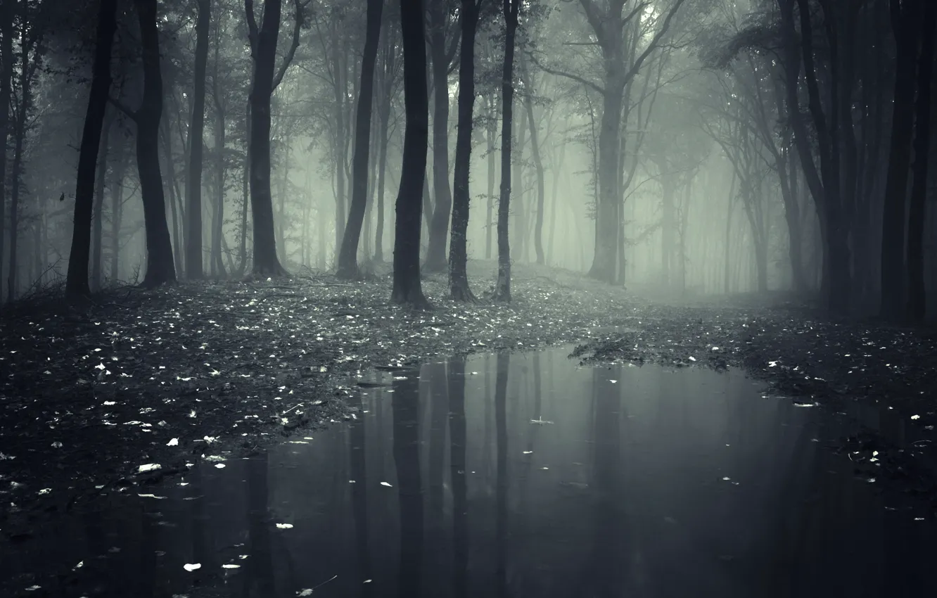 Photo wallpaper road, forest, leaves, trees, landscape, nature, lake, forest