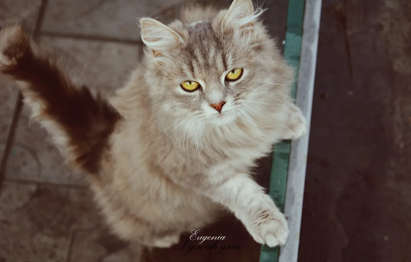 Photo wallpaper cat, grey, runs, kitty