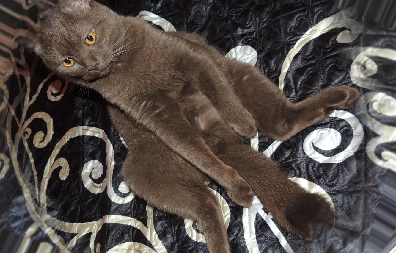 Photo wallpaper cat, purple, British