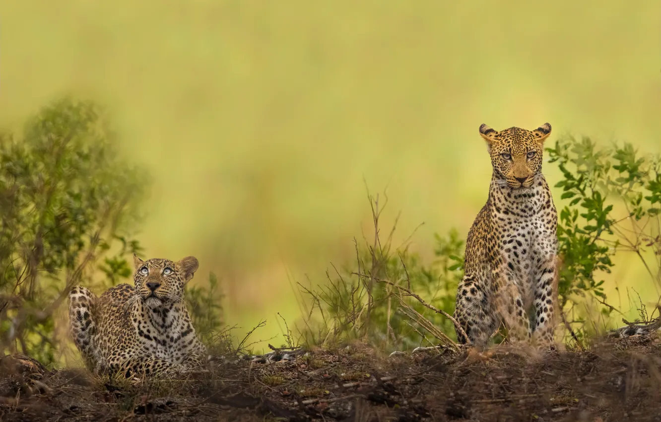 Photo wallpaper background, vegetation, predators, wild cats, a couple, leopards