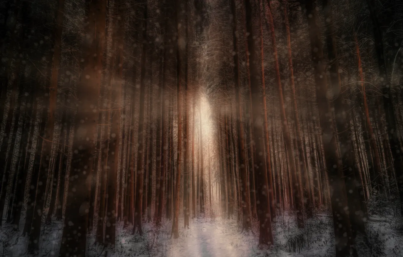 Photo wallpaper winter, forest, light