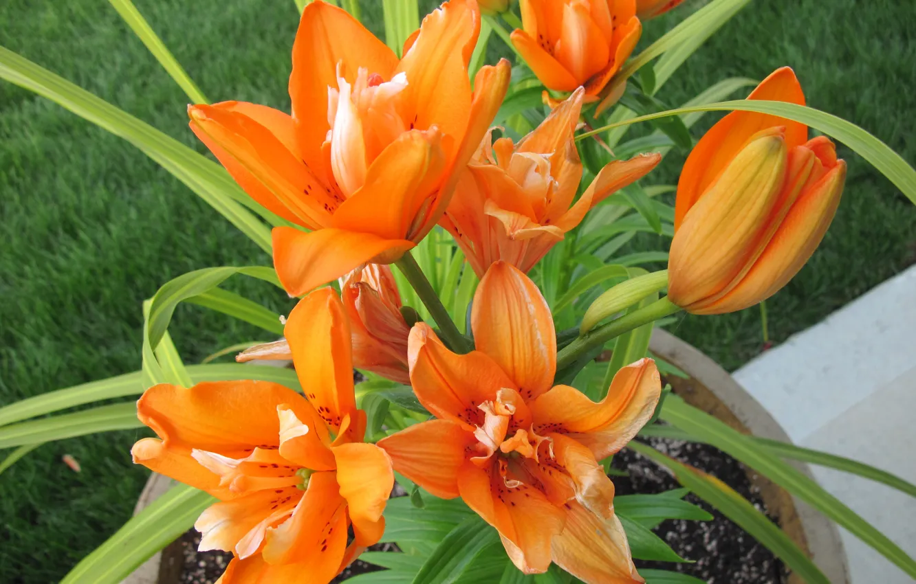 Photo wallpaper grass, leaves, nature, Lily, petals