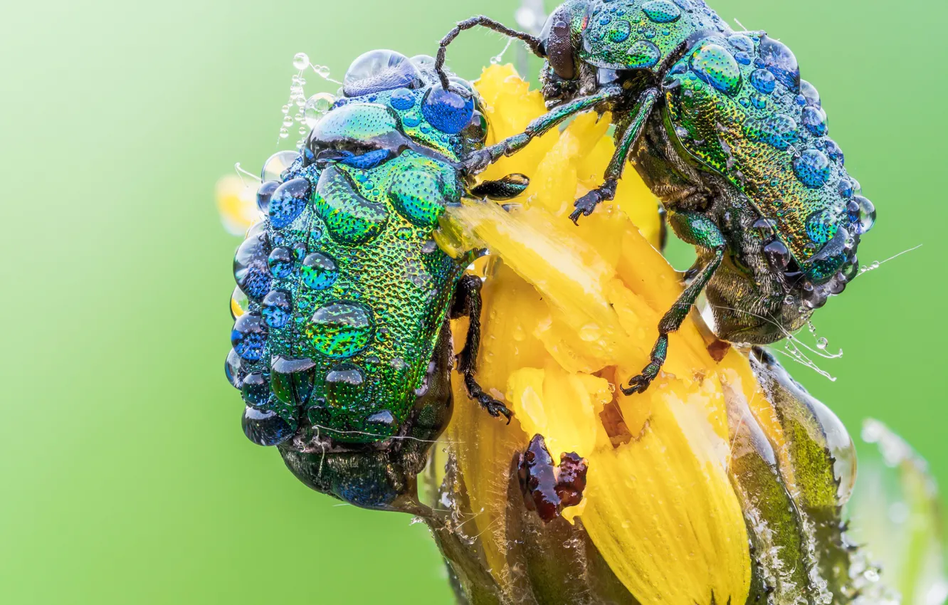 Photo wallpaper drops, macro, flowers, Rosa, background, two, beetle, pair