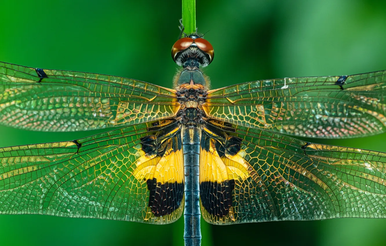 Photo wallpaper macro, wings, dragonfly, insect