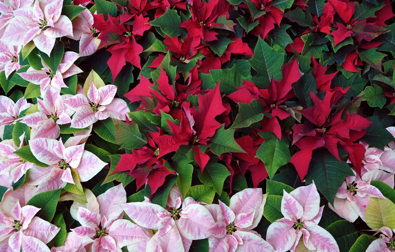 Photo wallpaper poinsettia, Christmas star, Spurge beautiful