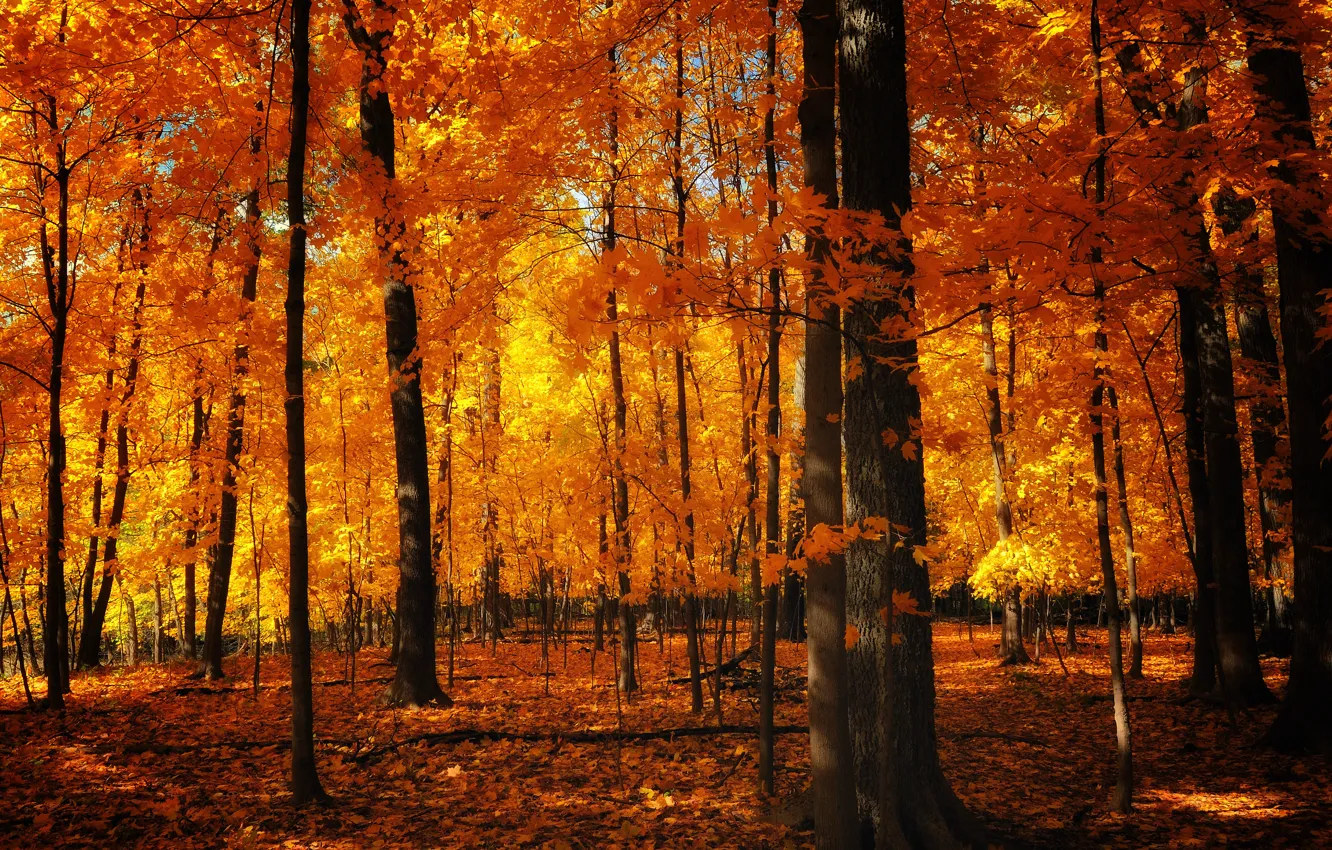 Photo wallpaper autumn, nature, trunks, foliage, orange