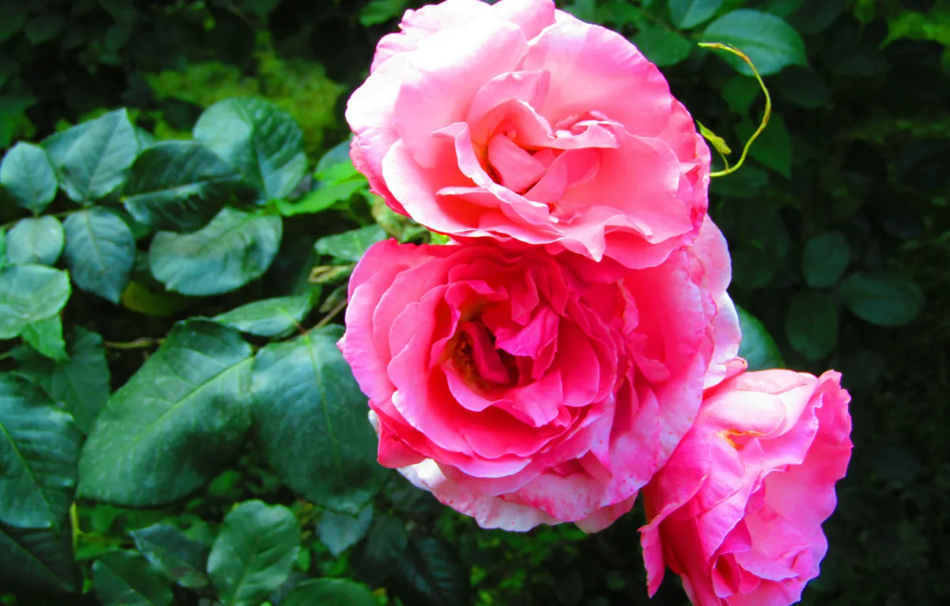 Photo wallpaper rose, nature, leaf, plant