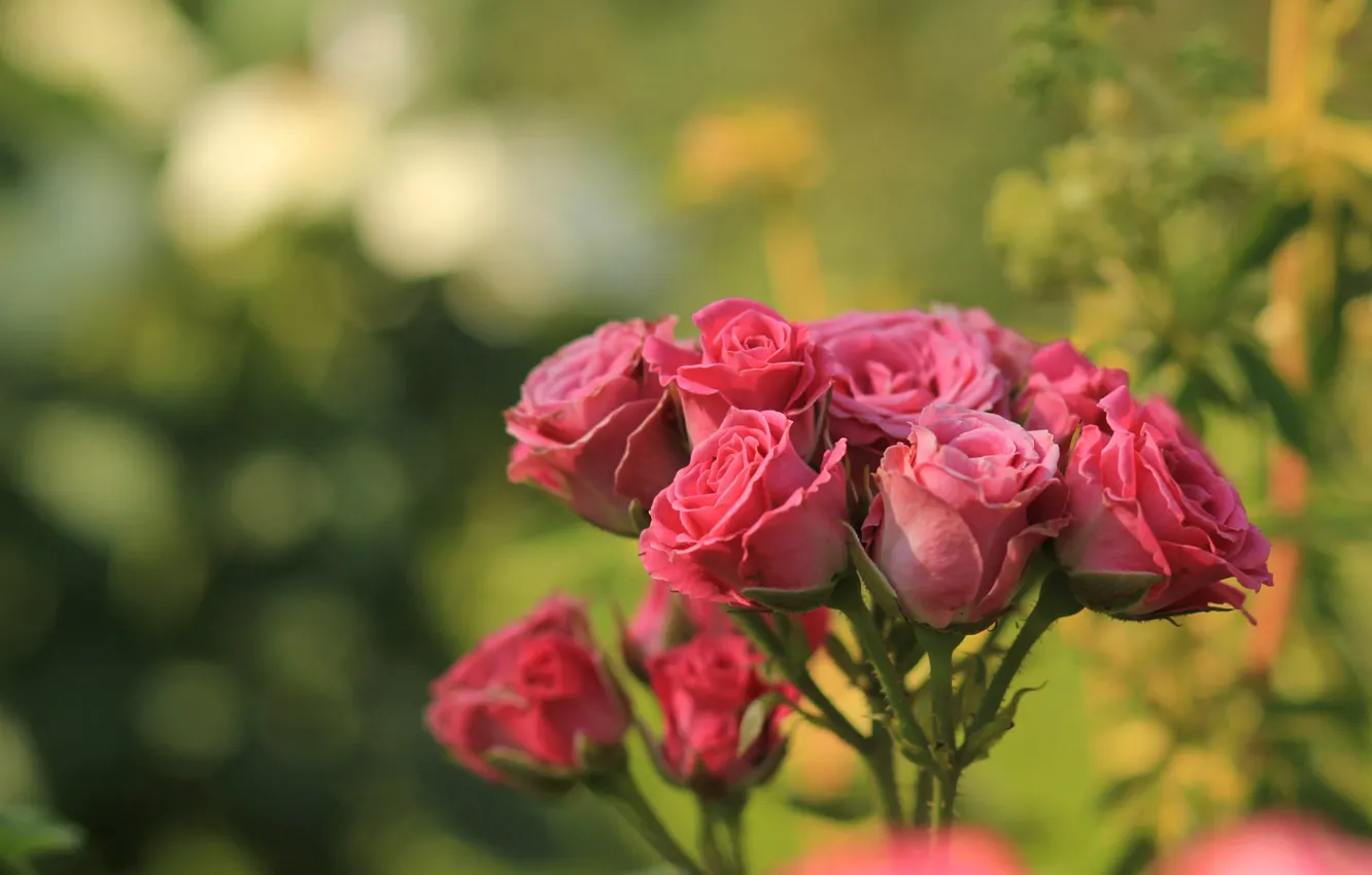 Photo wallpaper roses, blur, pink