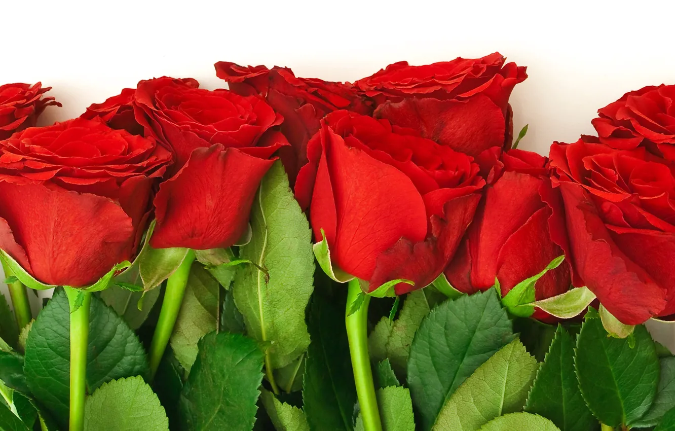 Photo wallpaper leaves, flowers, red, nature, roses, bouquet, petals, buds