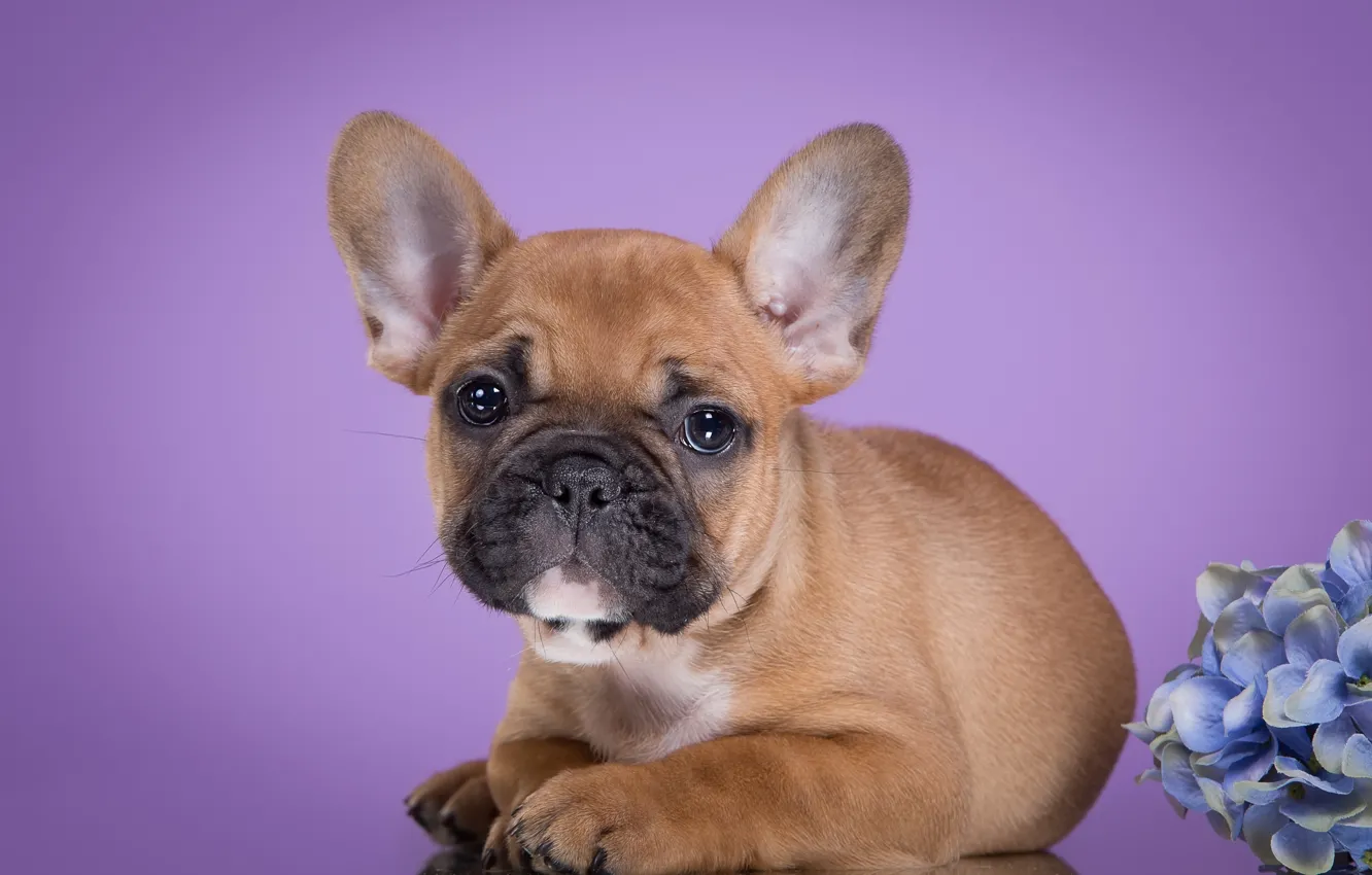 Photo wallpaper puppy, French bulldog, hydrangea