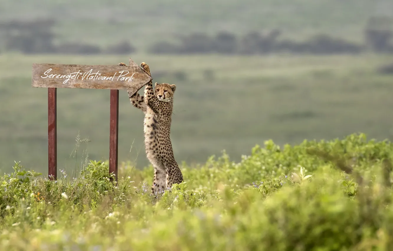 Photo wallpaper africa, Cheetah, Serengeti National Park