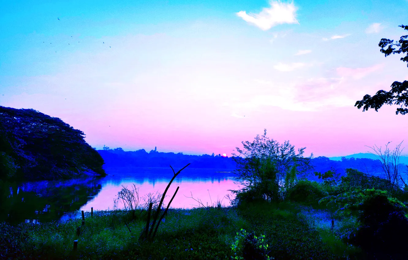 Photo wallpaper grass, sky, trees, water, lake, birds, morning, sun