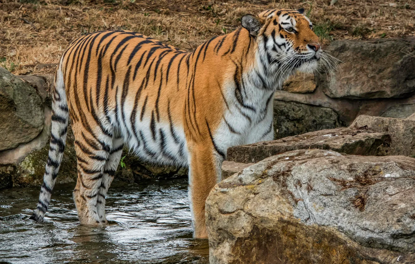 Photo wallpaper cat, look, water, nature, tiger, pose, stones, paws