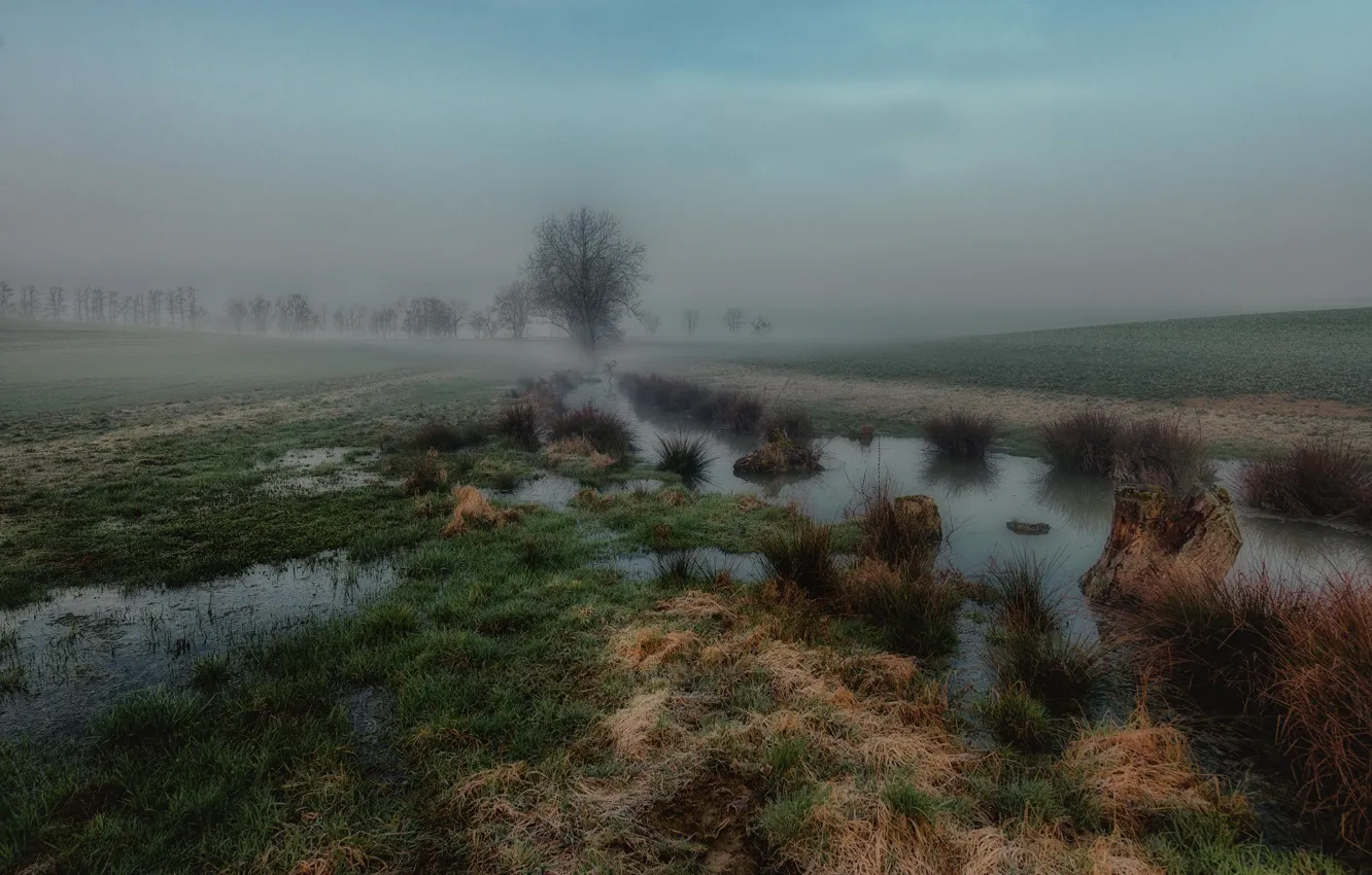 Photo wallpaper field, autumn, the sky, grass, water, trees, fog, overcast
