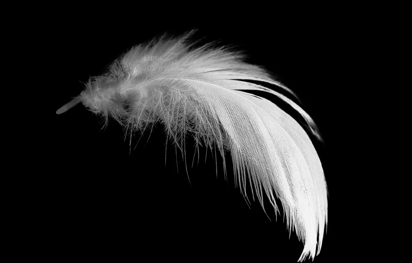 Photo wallpaper white, black, feathers