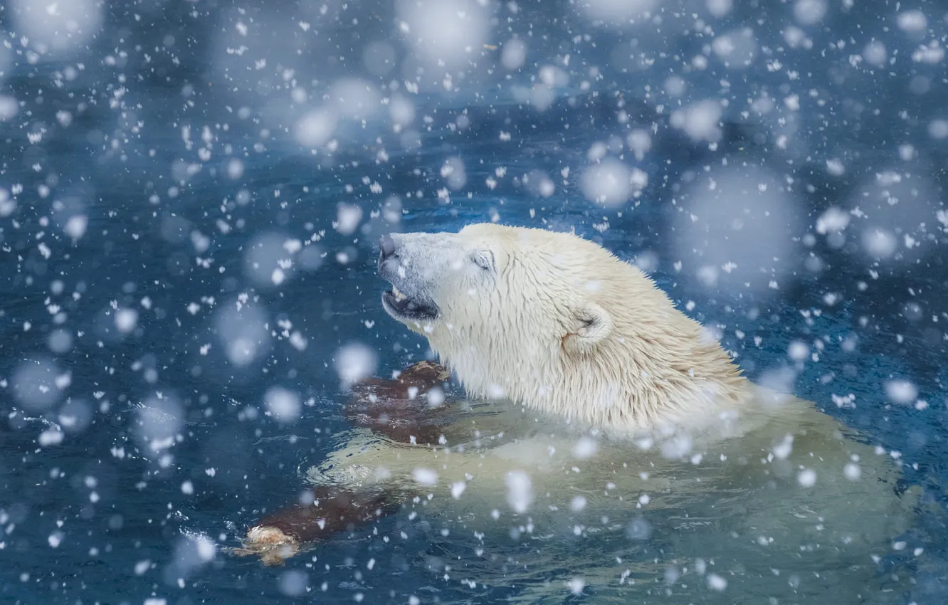 Photo wallpaper winter, white, face, water, snow, nature, pose, bear