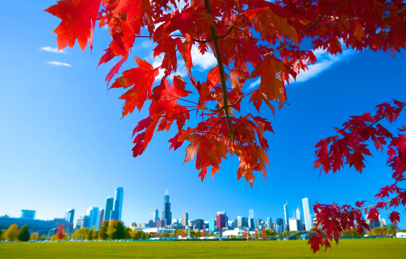 Photo wallpaper autumn, the sky, leaves, the city, home, Chicago, USA, maple