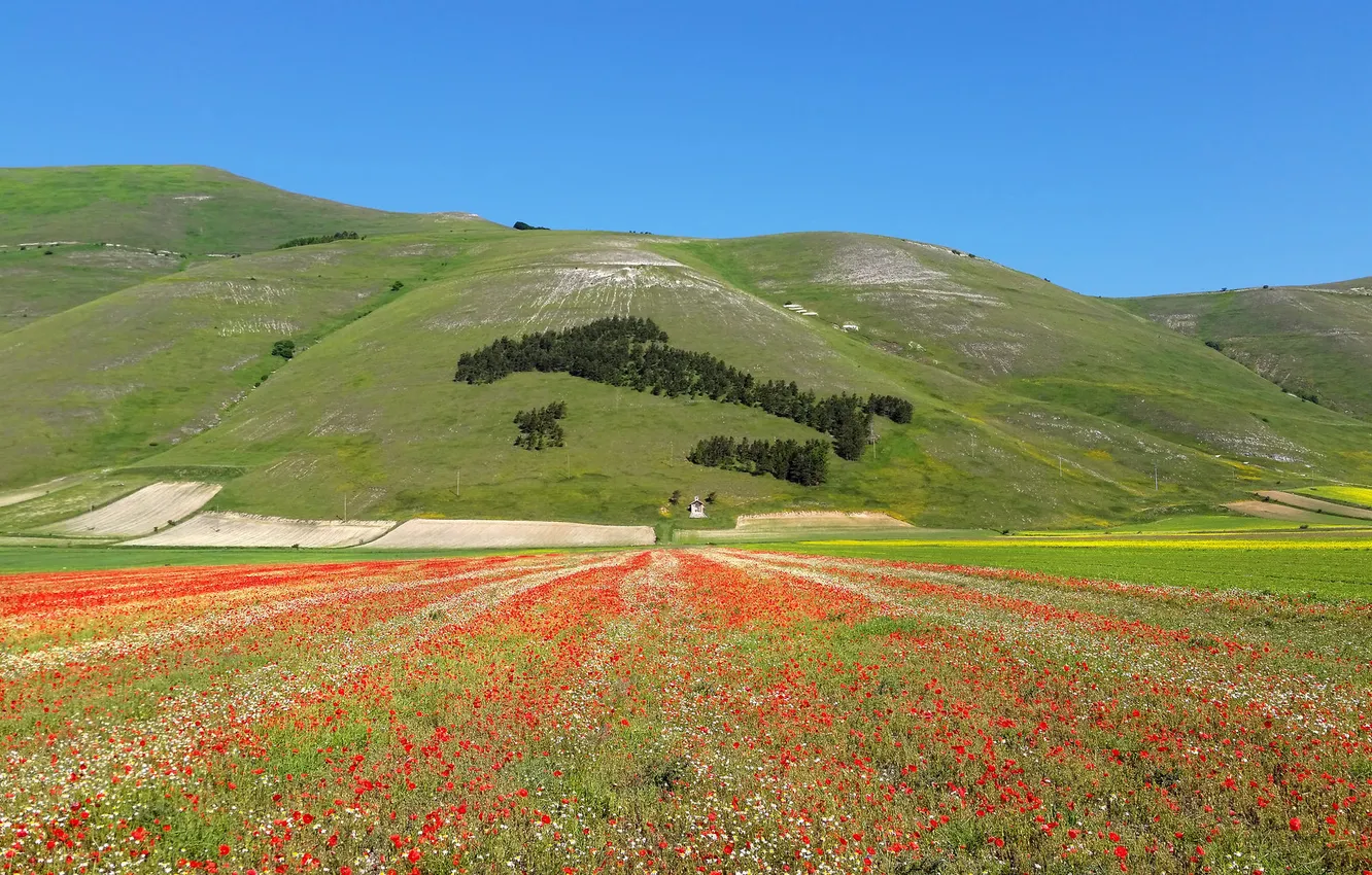 Photo wallpaper field, the sky, trees, flowers, mountains, Maki, slope, meadow