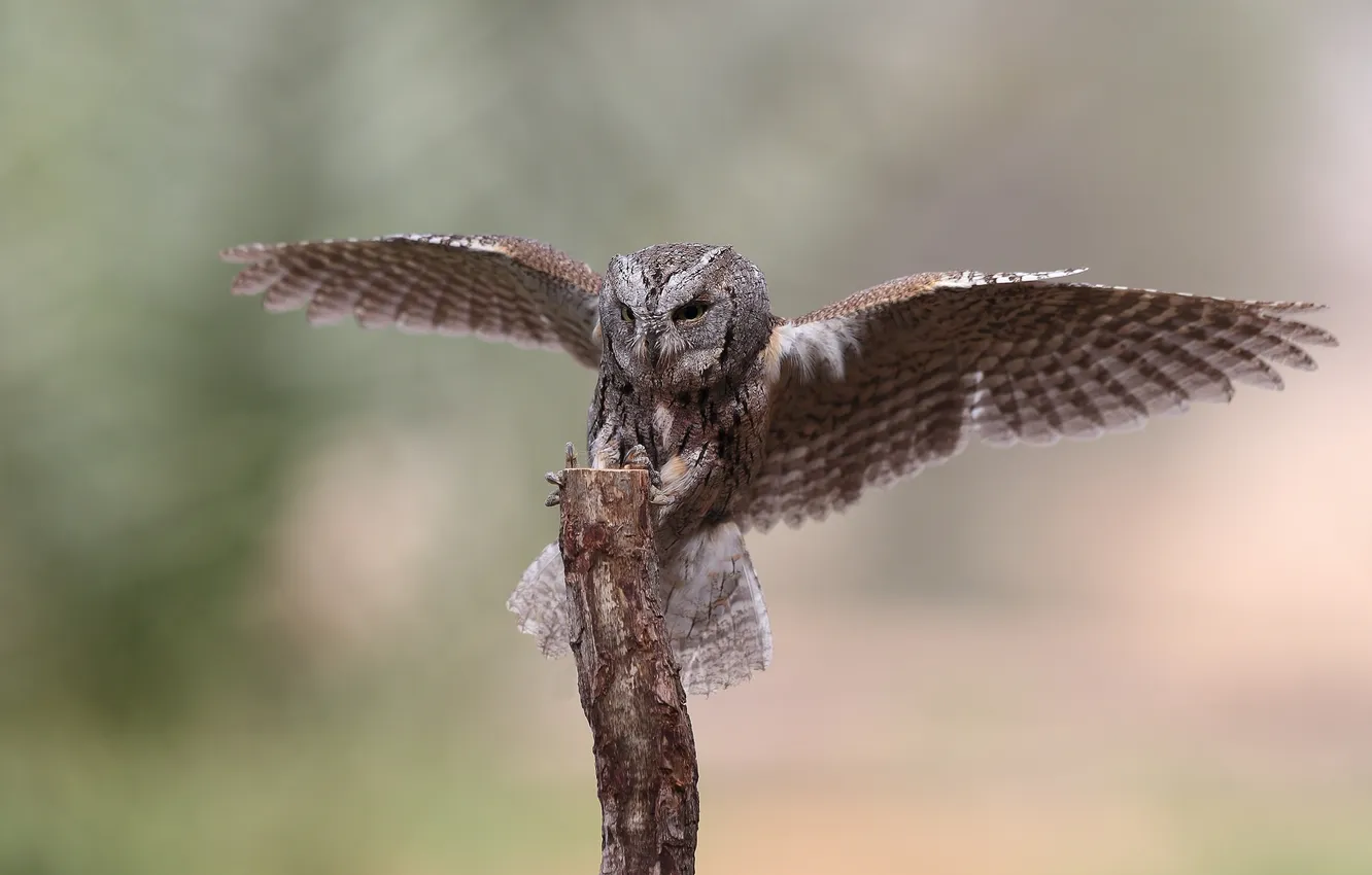 Photo wallpaper owl, bird, stump, wings