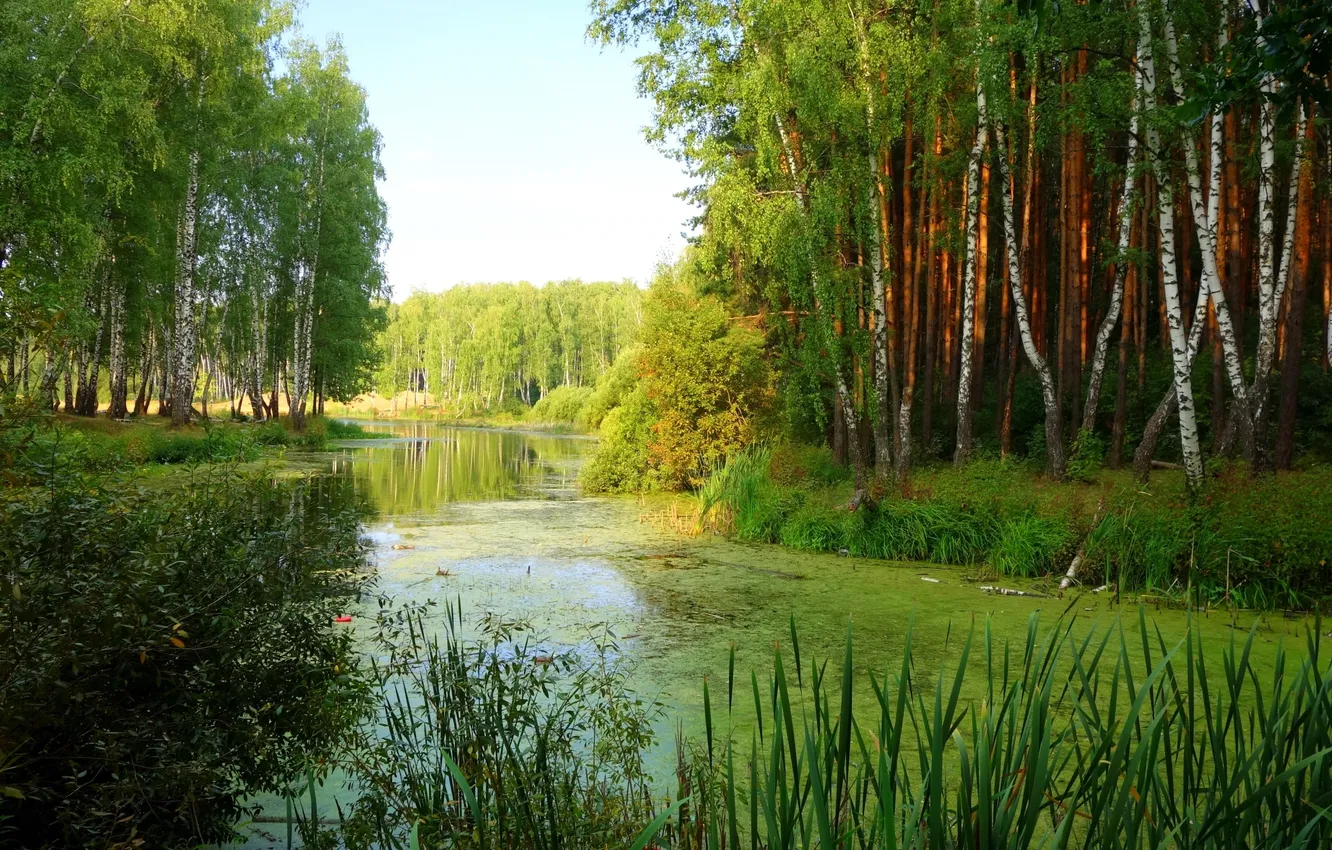 Photo wallpaper pond, reed, birch