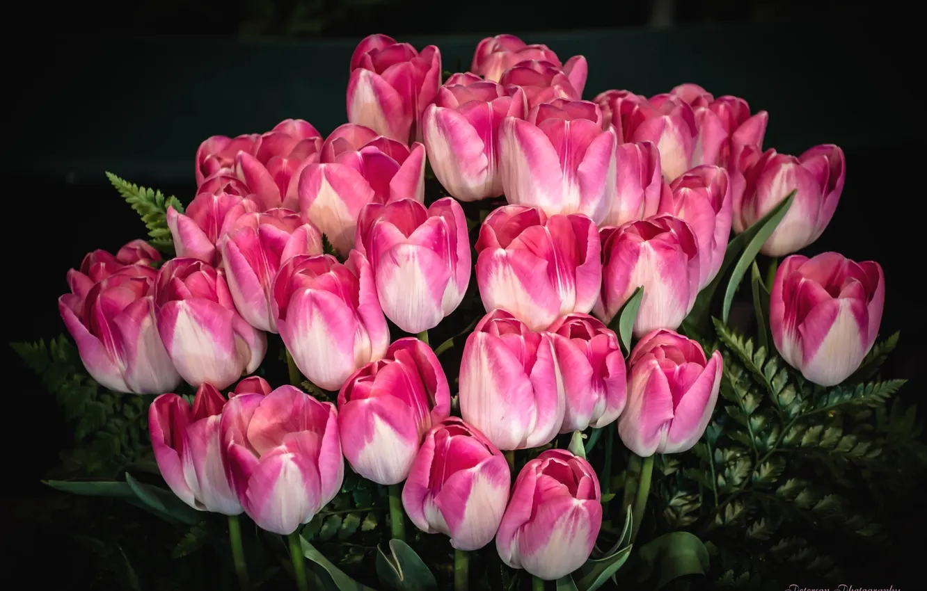 Photo wallpaper pink, bouquet, tulips, buds
