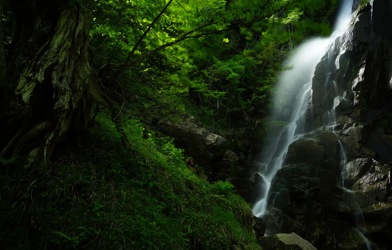 Photo wallpaper greens, forest, nature, stones, waterfall