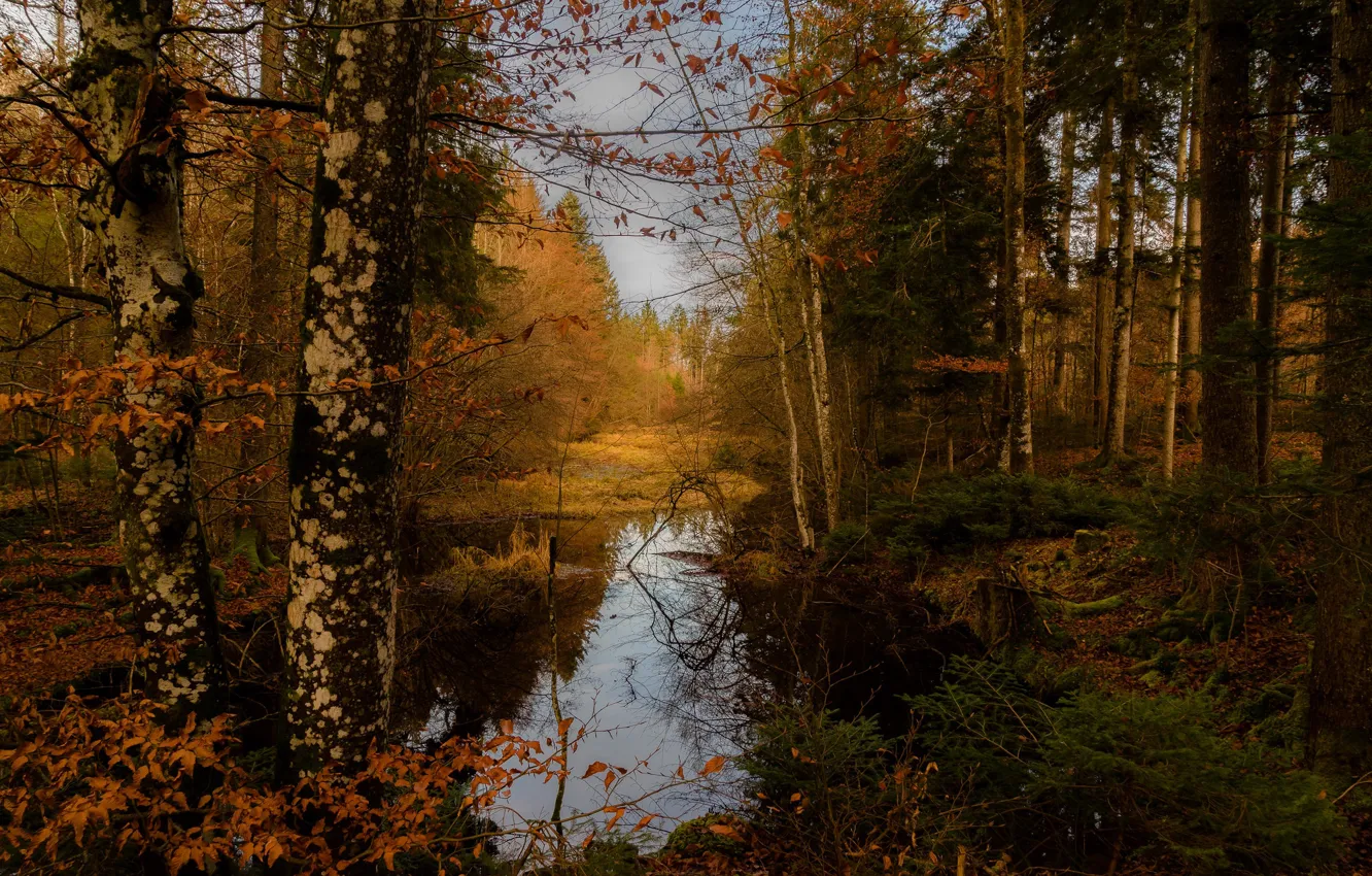 Photo wallpaper autumn, forest, trees, lake, Germany, Germany, Bavaria, Hackensee