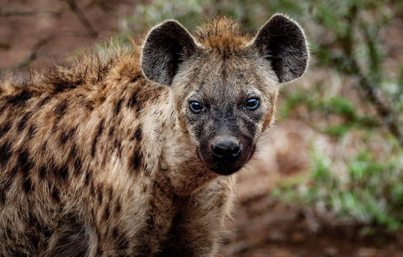 Photo wallpaper blur, animal, animal photography, Close-up Photography of Hyena
