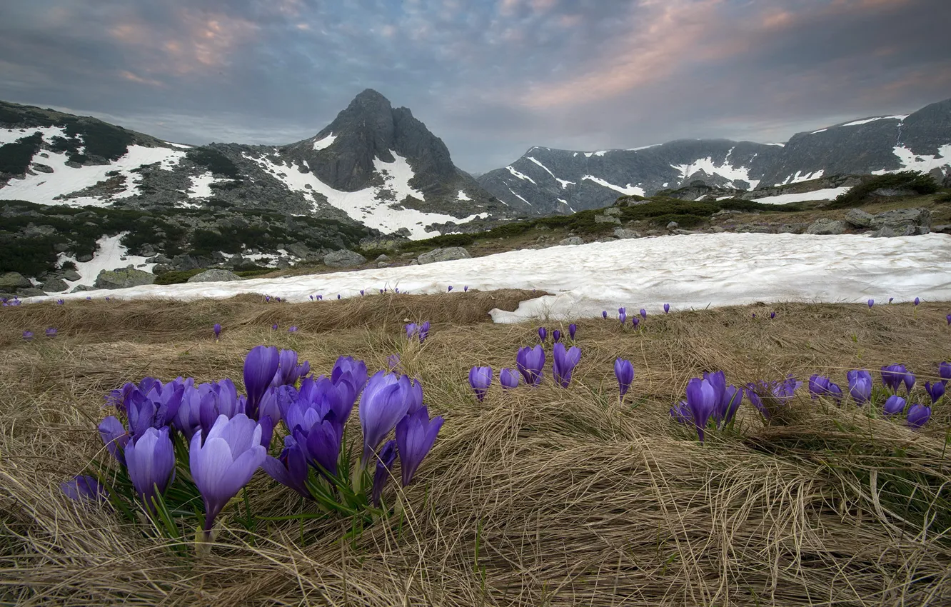 Photo wallpaper flowers, mountains, nature