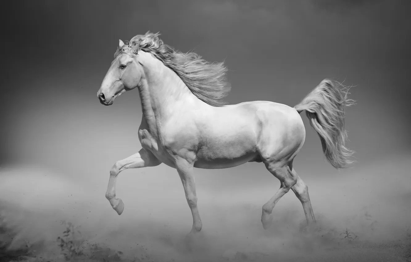 Photo wallpaper Grace, nature, horse, looking, lying, mane, Motion, mare