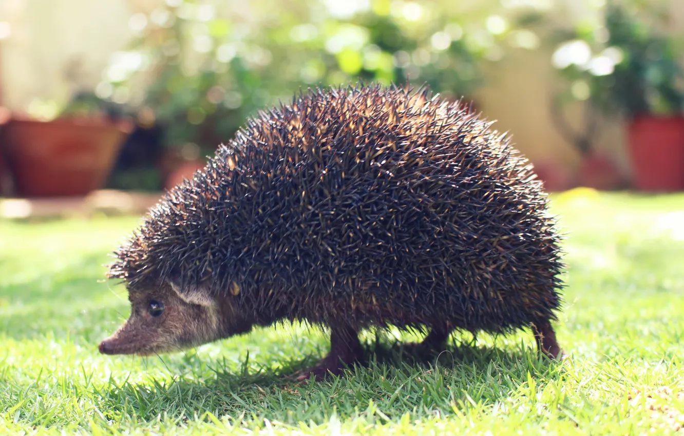 Photo wallpaper hedgehog, garden, animal, hedgehog, spines