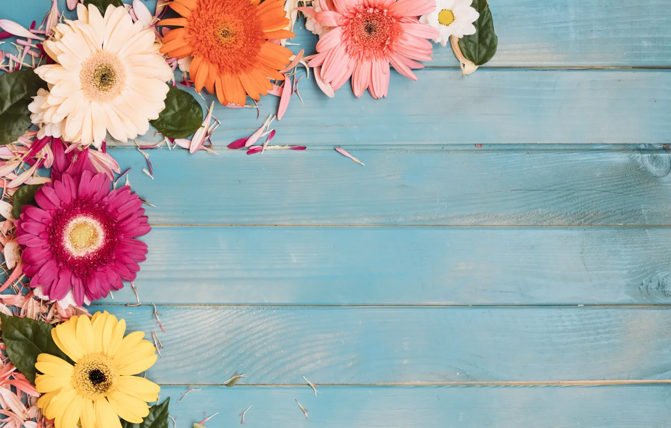Photo wallpaper flowers, petals, gerbera, blue background