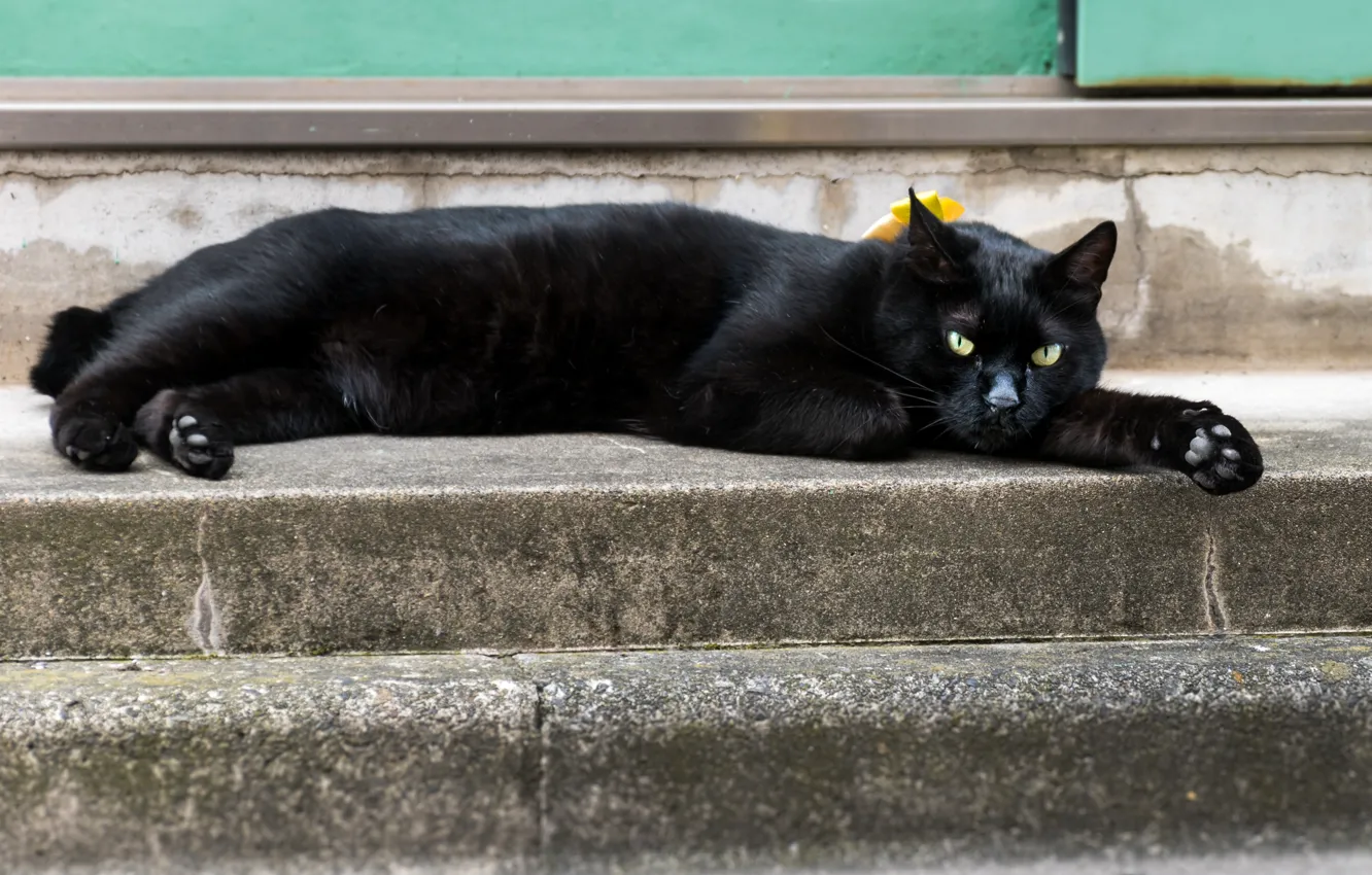 Photo wallpaper cat, stay, black, cat