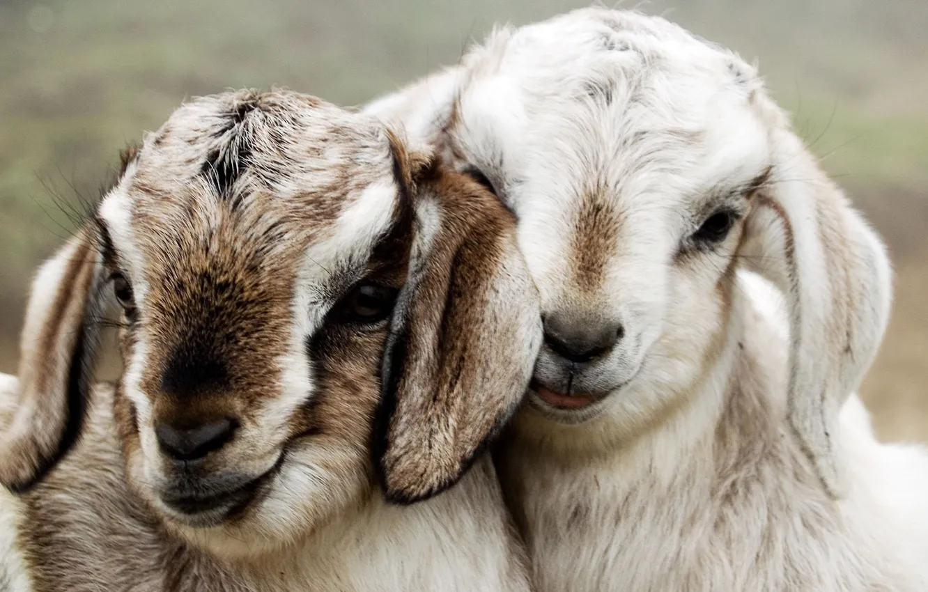 Photo wallpaper pair, ears, muzzle, goats, goats