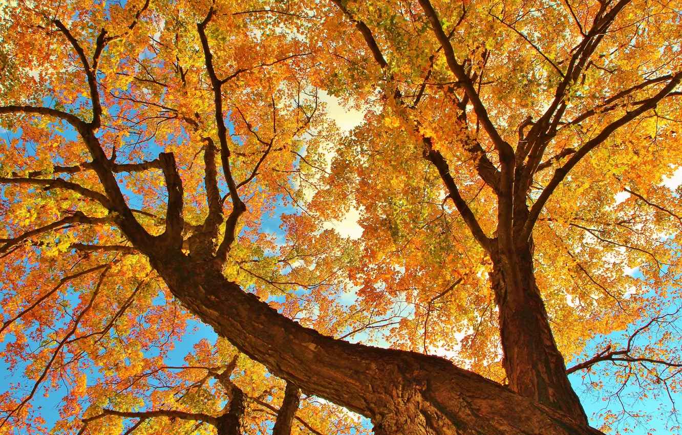 Photo wallpaper autumn, the sky, leaves, branches, tree, trunk