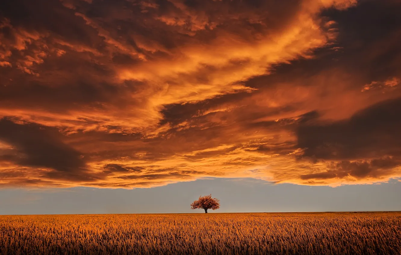 Photo wallpaper field, the sky, clouds, beauty, horizon, space, lonely tree, sky