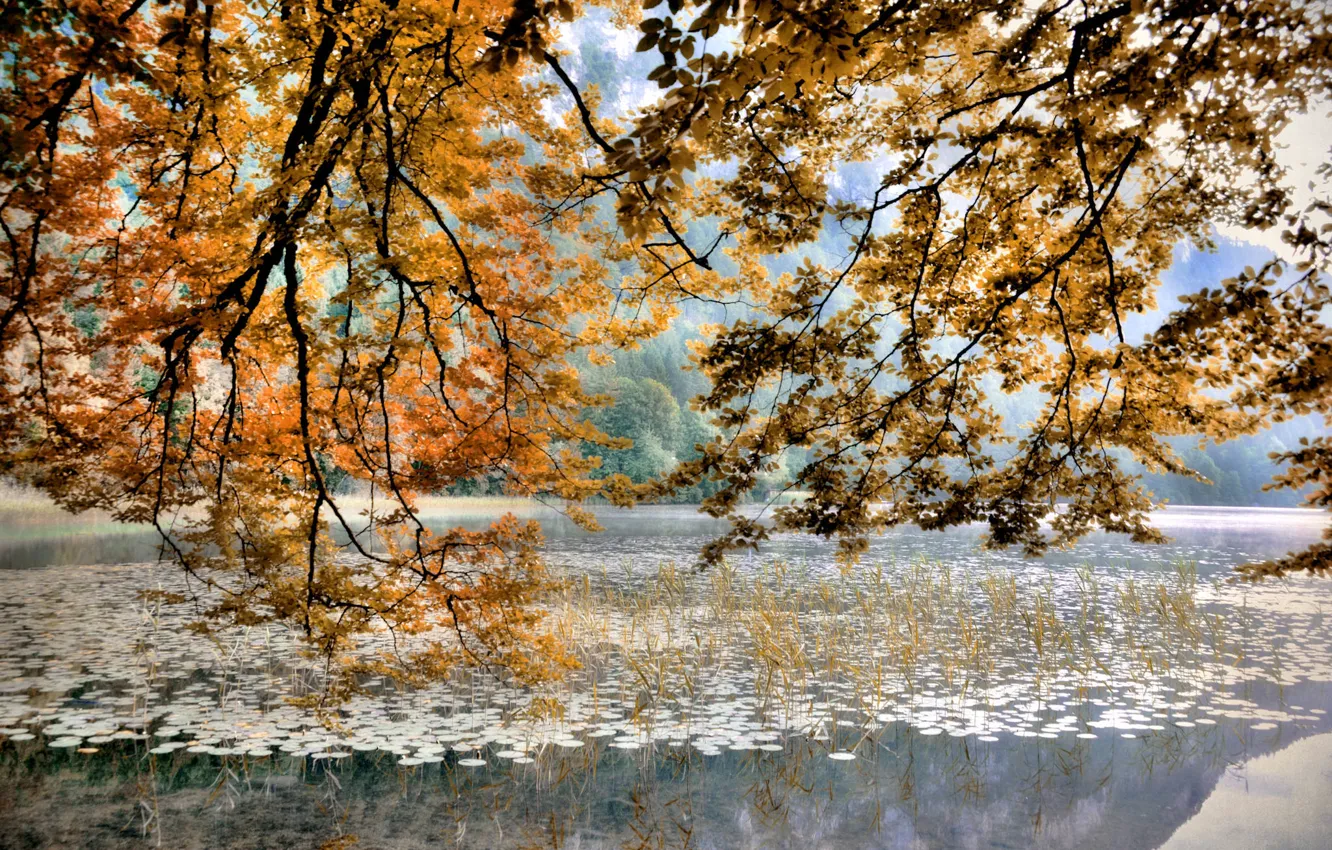 Photo wallpaper forest, nature, lake
