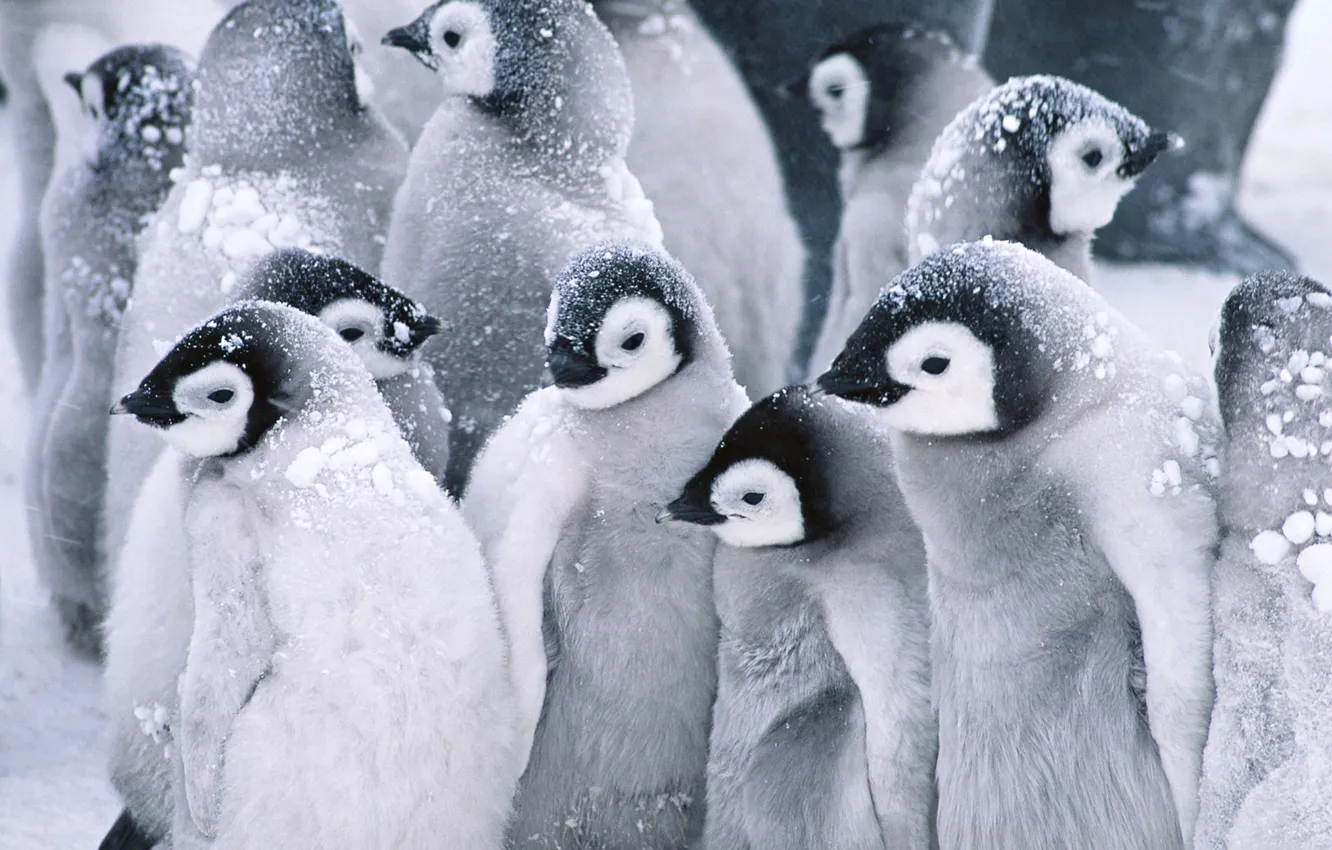 Photo wallpaper cold, snow, penguins