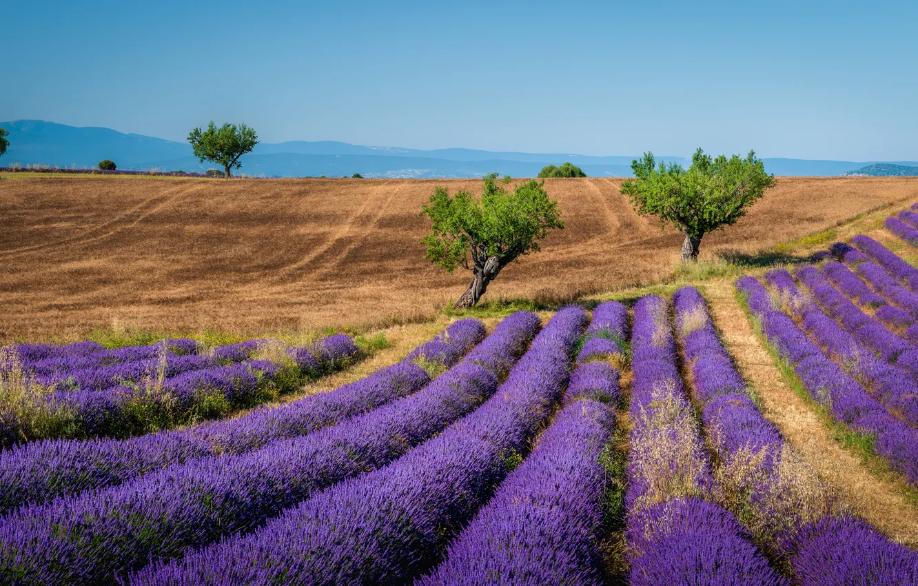 Photo wallpaper field, trees, lavender, lavender field