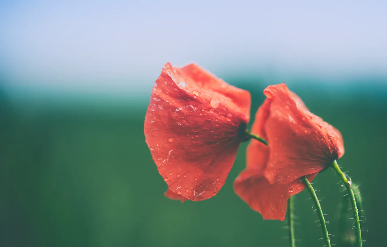 Photo wallpaper flowers, drops, poppy, stalks