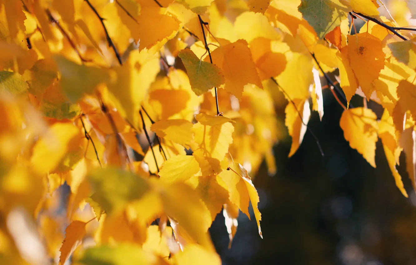 Photo wallpaper autumn, leaves, trees, nature, tree